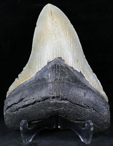 Serrated Megalodon Tooth - North Carolina #26481
